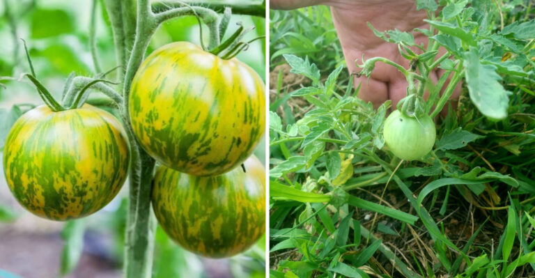 What Florida Gardeners Plant Now For A Steady Homegrown Tomato Supply