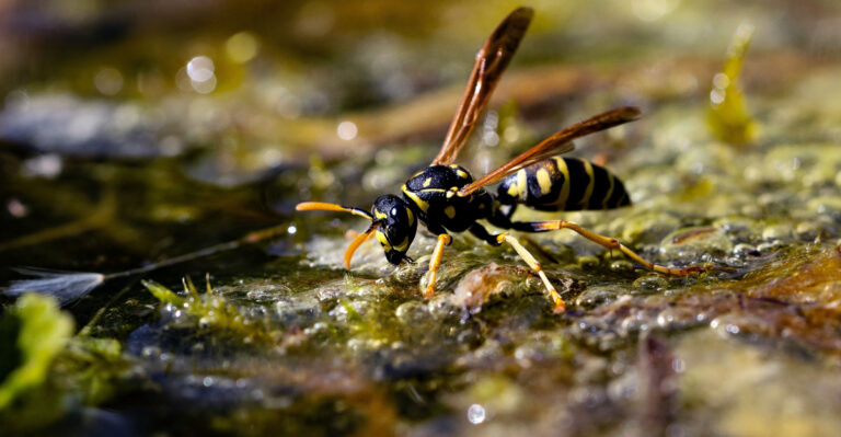 Wasps (featured image)