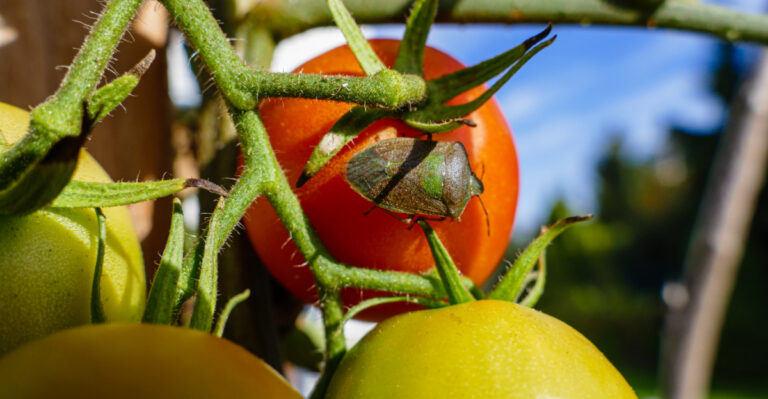 What Are These Shield Bugs Doing To Your Georgia Tomatoes Right Now?
