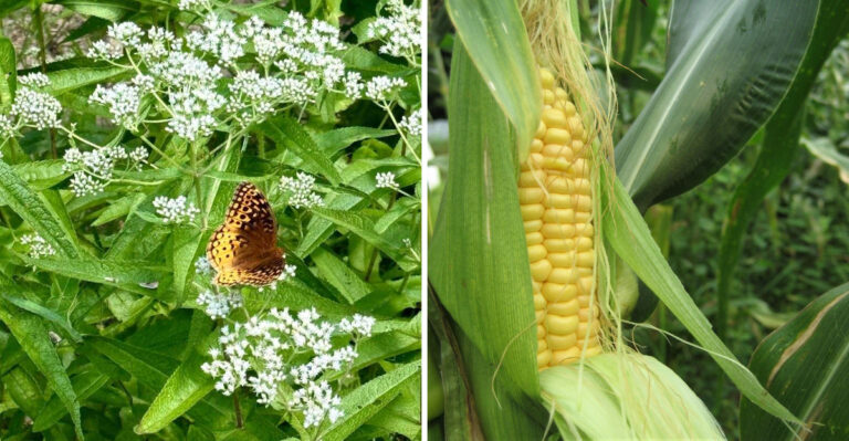 The Underrated Michigan Native That Helps Keep Earworms Away From Sweet Corn