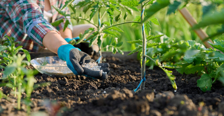 Don’t Make This Fertilizing Mistake After Tomatoes Set Fruit