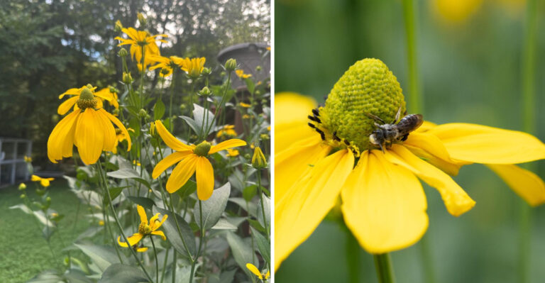 The Most Underrated North Carolina Perennial That Actually Thrives In Mid-Summer Humidity