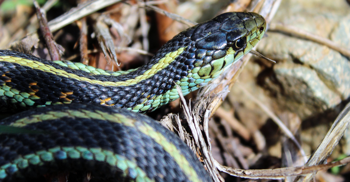 garter snake