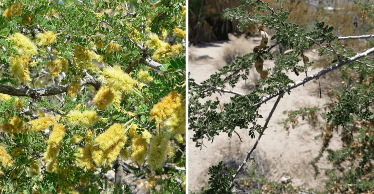 Arizona Homeowners Are Using Catclaw Acacia To Cover Tough Desert Slopes