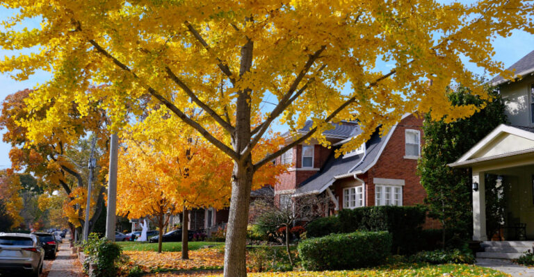 What New Hampshire Homeowners Should Do For Their Trees In Early August To Boost Fall Color