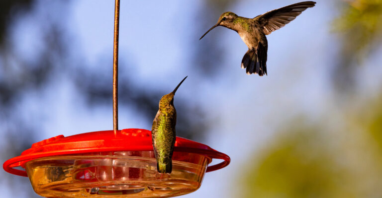 What It Means When Kentucky Hummingbirds Suddenly Crowd Your Feeder