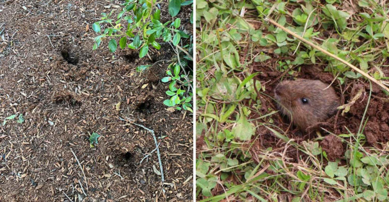 What Voles Are Really Doing Beneath Your North Carolina Mulch Beds