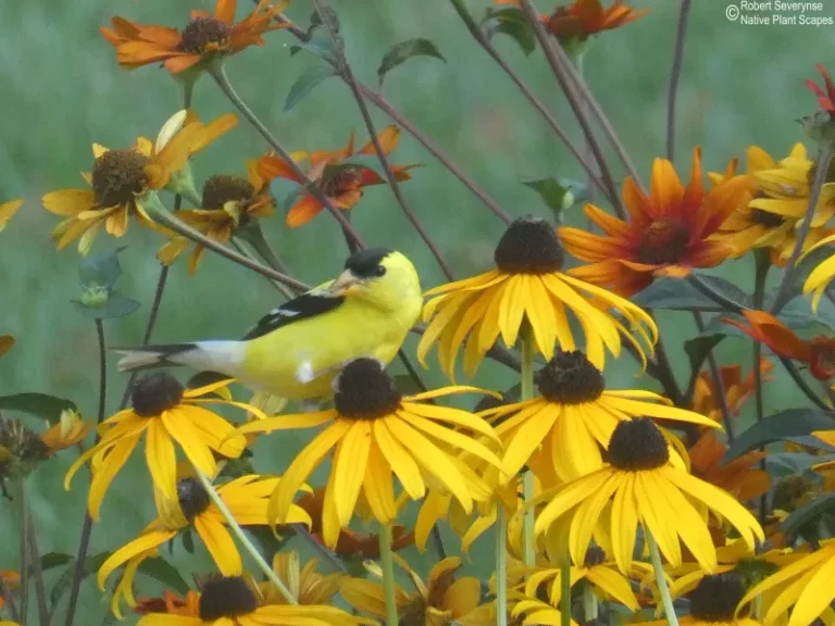 The Native North Carolina Plant That Keeps Goldfinches Feeding At Your Yard From Midsummer To First Frost