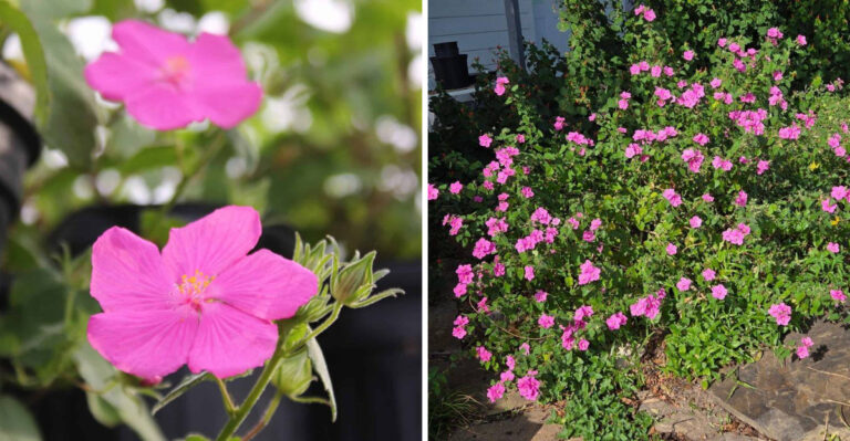 texas rock rose