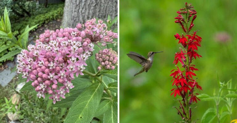 Ohio Plants That Attract Dragonflies And Reduce August Mosquito Activity