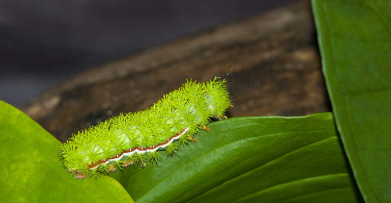 Think Twice Before Touching This Bright Green Caterpillar In Maryland Gardens