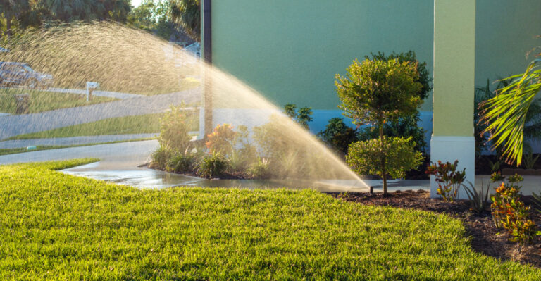 The August Watering Mistake That Makes Oregon Plants Weaker Before Fall
