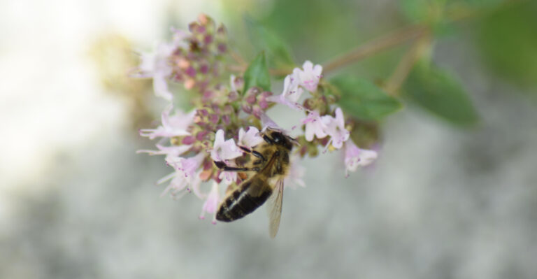 The Surprising Herb Oregon Bees Still Crowd In Late August