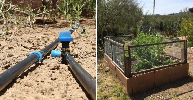 Start Preparing Arizona Garden Beds Now For Fall Planting