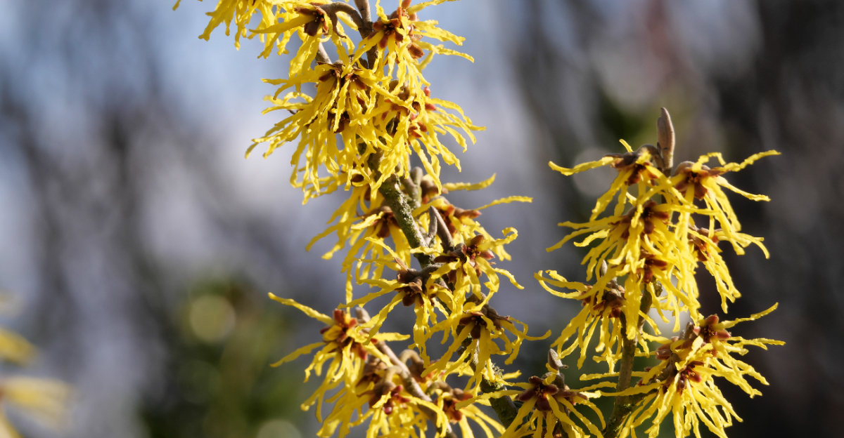 witch hazel