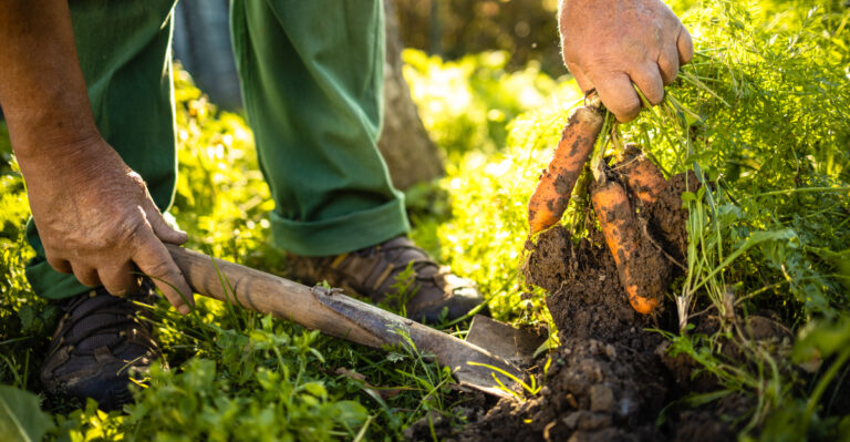 The Fall Crops Oregon Gardeners Should Start Before September Sneaks Up