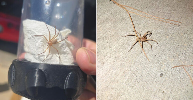 This California Spider Hides In The Same Spots As Black Widows