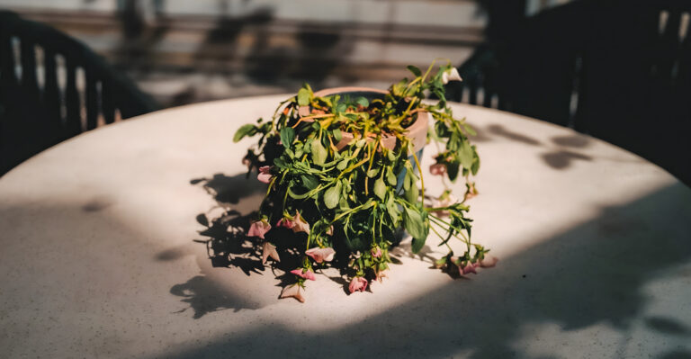Can California’s Dry Heat Damage Your Porch Plants Overnight?