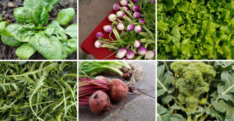 16 Reliable Vegetables To Plant In August For A Strong Fall Harvest