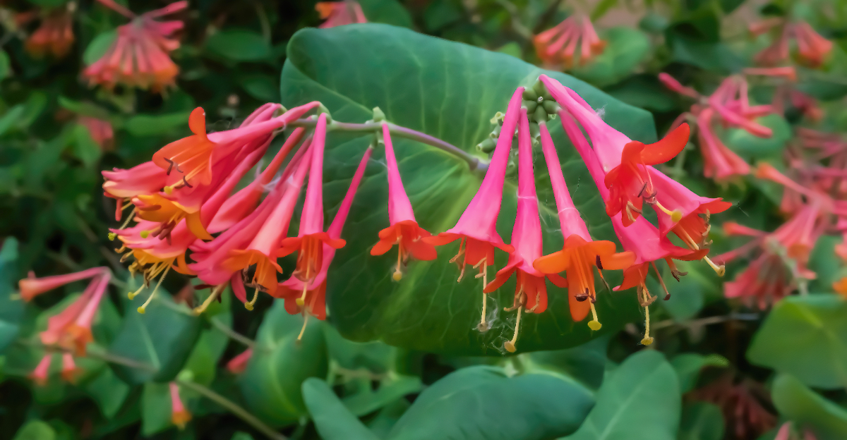 coral honeysuckle