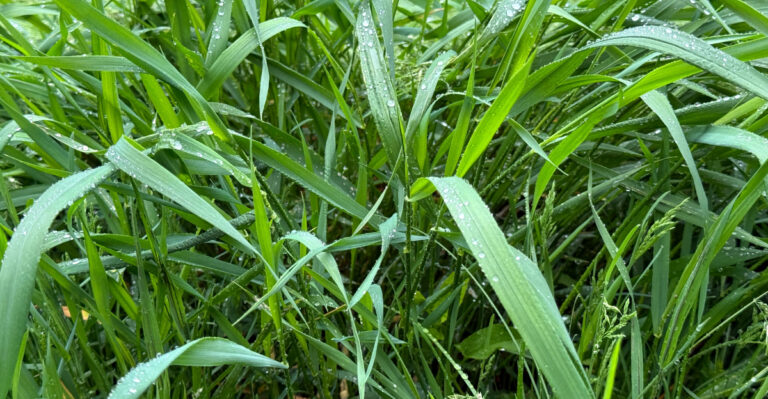 Lawn (featured image)