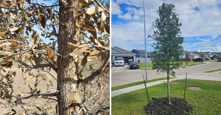 Why September Is The Single Best Month To Plant A Texas Live Oak