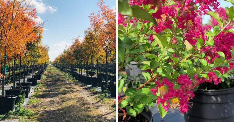 Texas Nurseries That Are Stocked With The Best Tree Selection In September