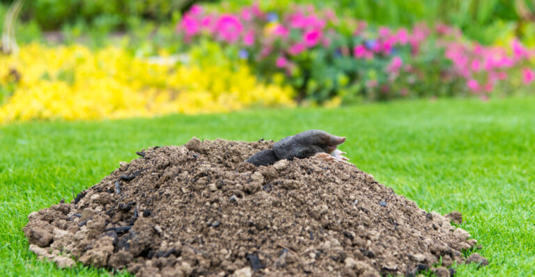 European mole crawling out of molehill