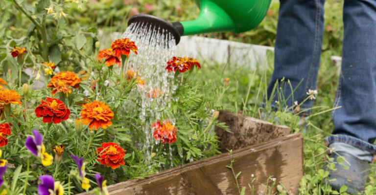 watering garden