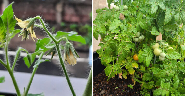 How To Stop Blossom Drop On California Tomatoes During Severe Heat