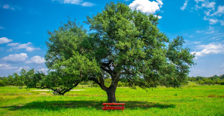 The Shade Tree Quietly Cooling Texas Yards Through The August Heat