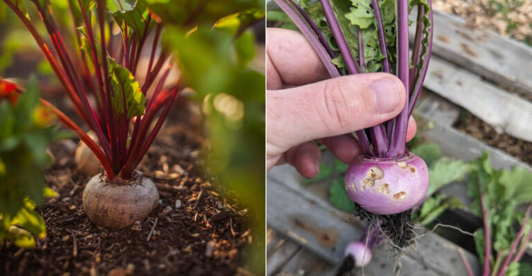 Oregon Vegetables That Taste Better After The First Light Frost