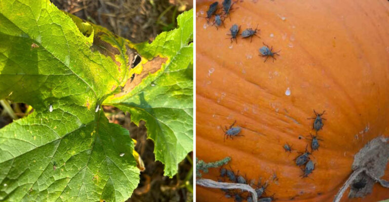 squash bugs and pumpkin