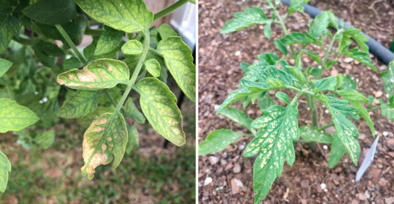 Why Spraying Neem Oil On Texas Tomatoes Today Will Cause Severe Sunburn