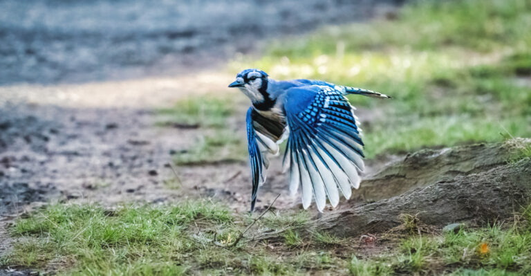 blue jay