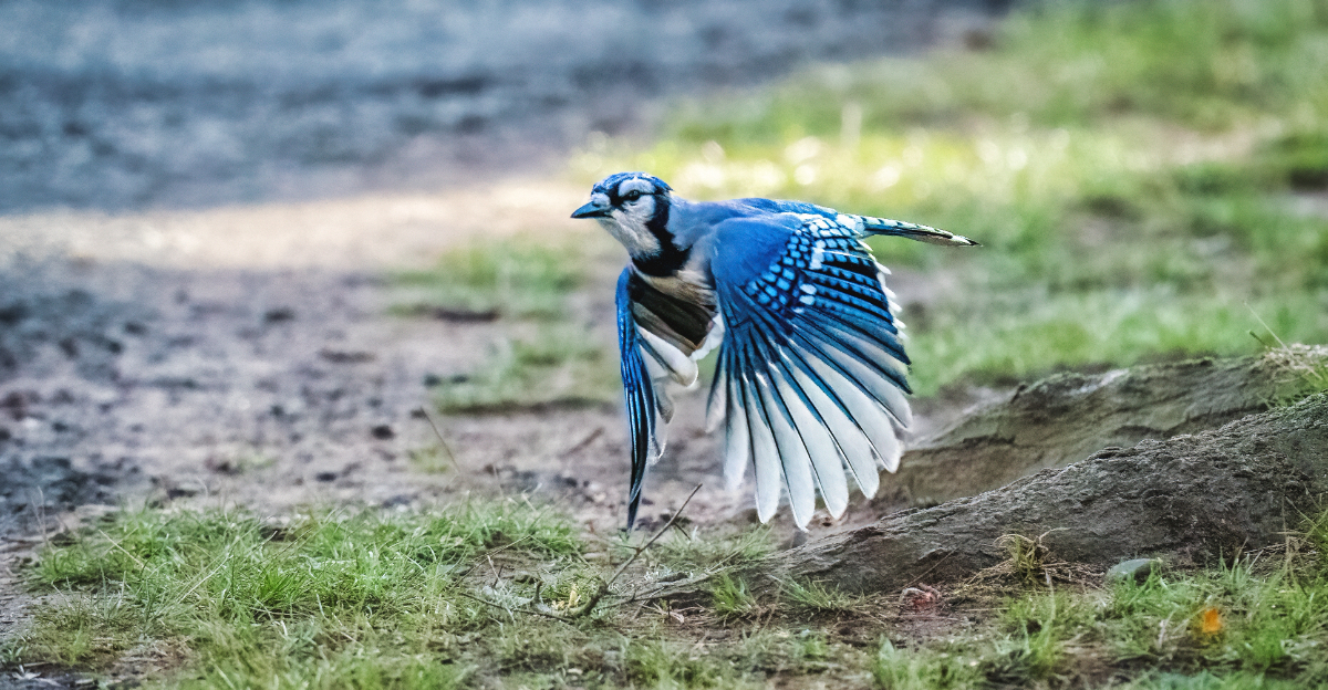 blue jay