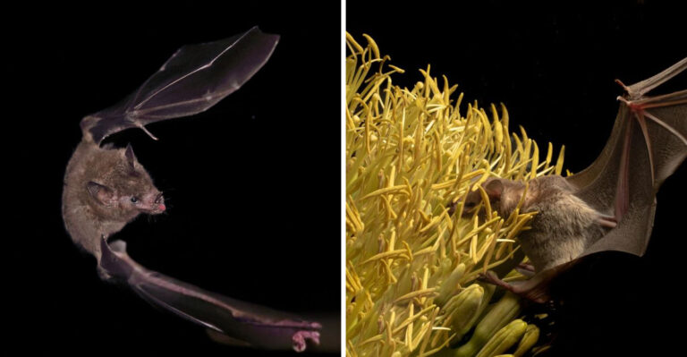 How Bats Help Pollinate Arizona’s Night-Blooming Cactus Flowers