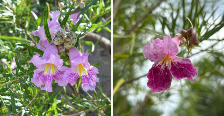 The Fragrant Purple Tree Worth Planting In Arizona This Monsoon