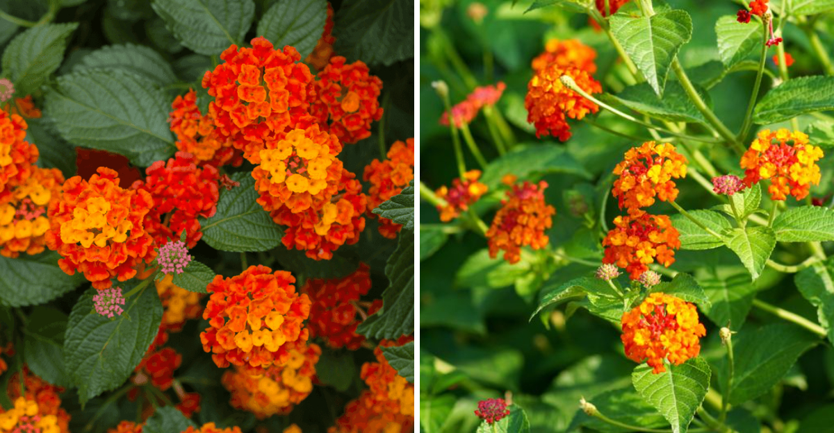 texas lantana