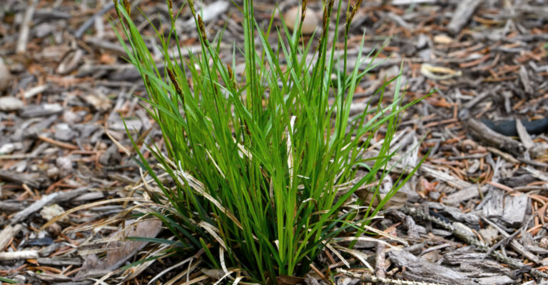 Indiana Homeowners Are Swapping Their Lawns For This Native Groundcover