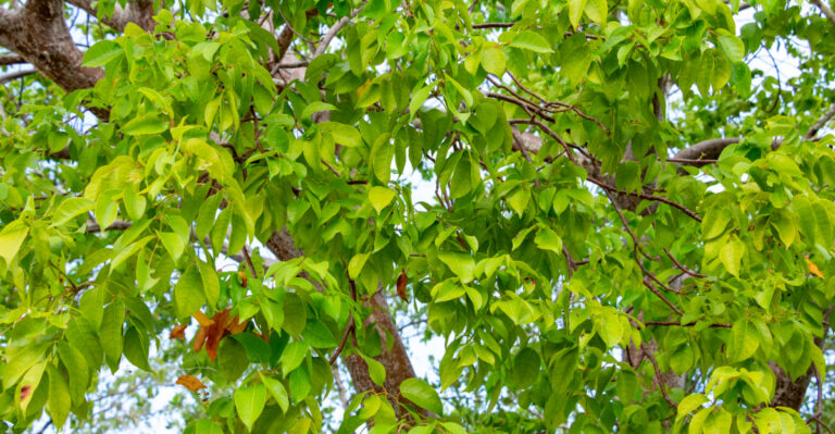 gumbo limbo