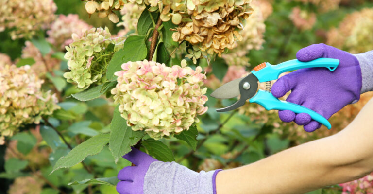 The Hydrangea Mistake Massachusetts Gardeners Keep Making In August