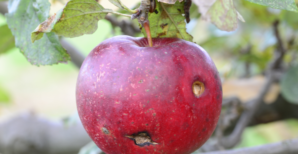 applre tree bitter rot