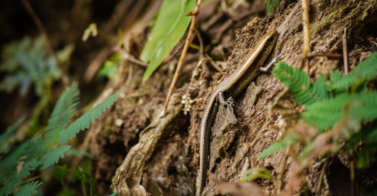 Why Your South Carolina Garden Mulch Is Full Of Ground Skinks