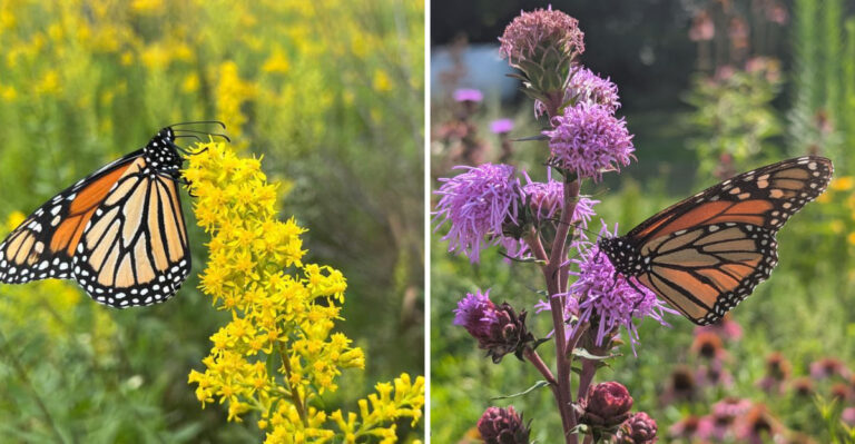 Ohio’s Late-Season Native Combo That Keeps Monarchs Fueled Before Migration