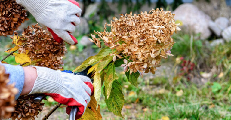 What Oregon Gardeners Should Prune In September Before Fall Rain Returns