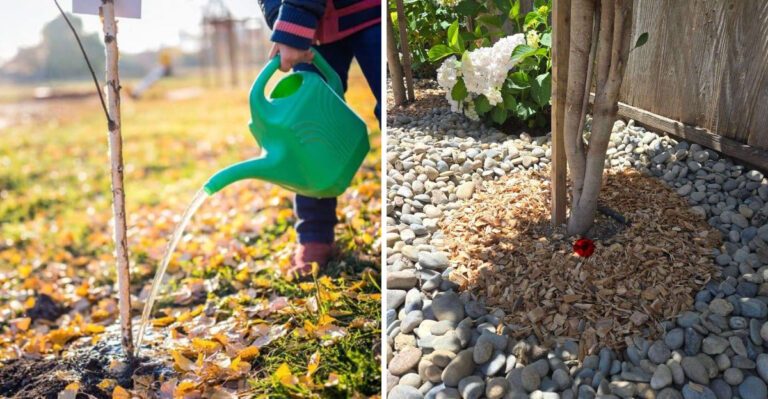 How Deeply Should Michigan Gardeners Water Established Trees During August Dry Spells