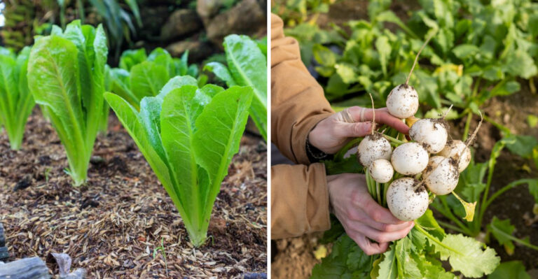 leaf lettuce and turnips