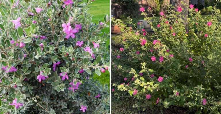 texas sage and texas rock rose