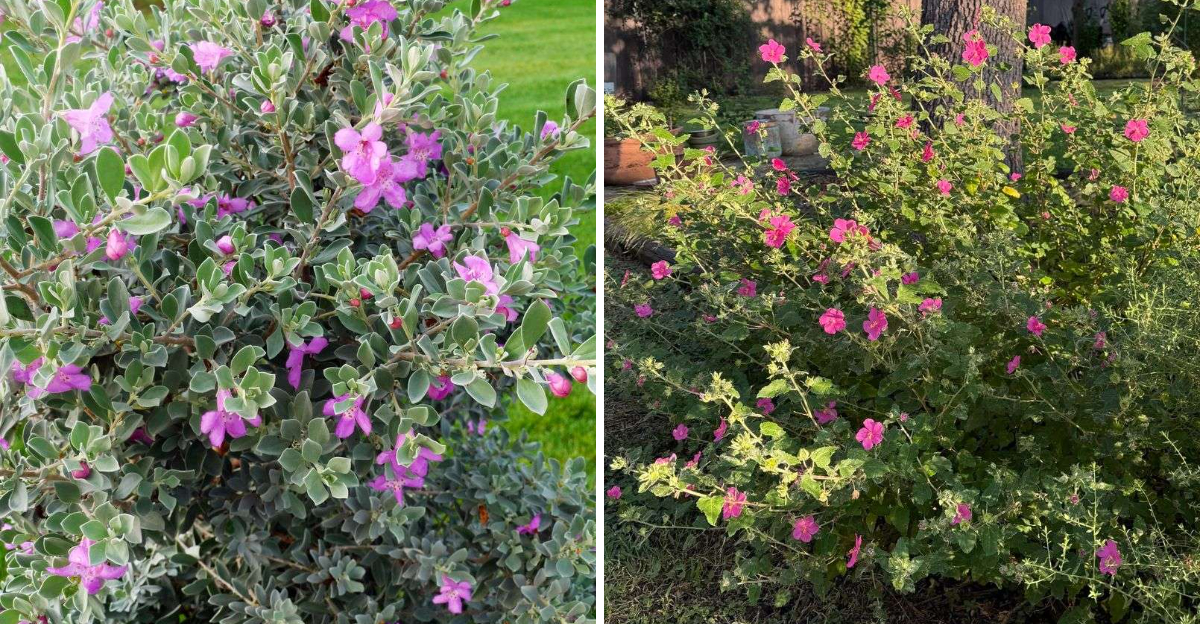 texas sage and texas rock rose